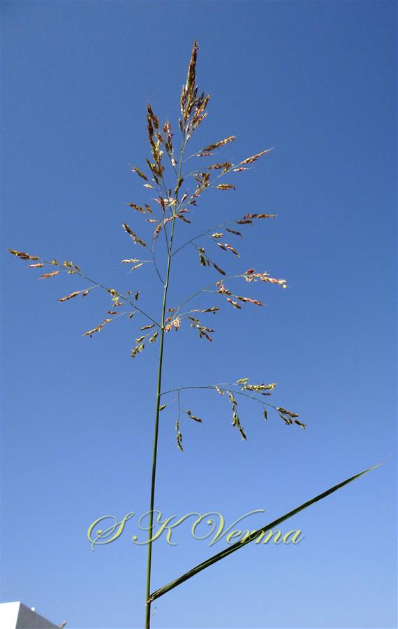  Inflorescence